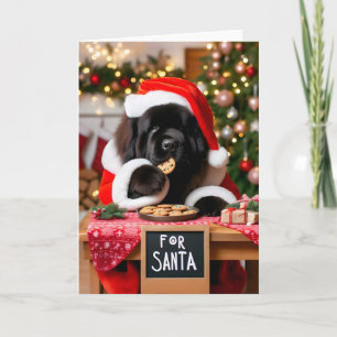Neufundland Hund Weihnachten Weihnachten