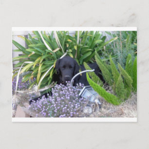 Neufundland - Hunde und Blume 156 Postkarte