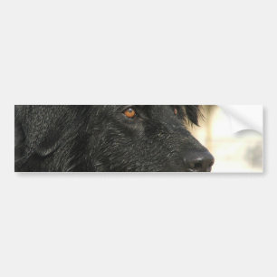 Neufundland-HundeAutoaufkleber Autoaufkleber