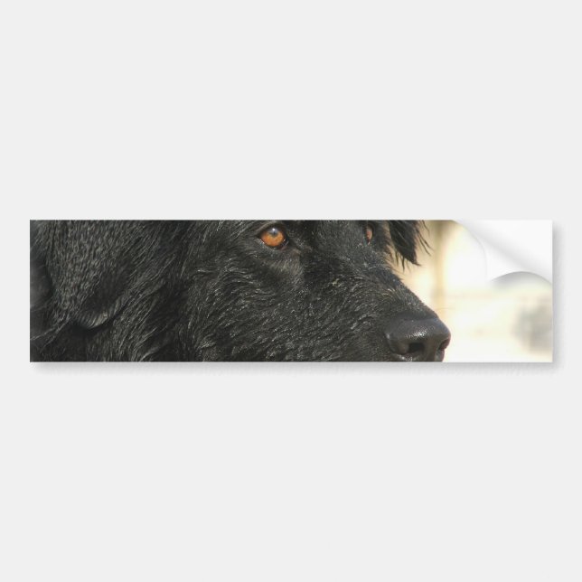 Neufundland-HundeAutoaufkleber Autoaufkleber (Vorne)