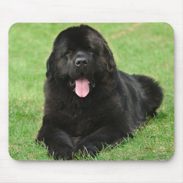 Neufundland Mousepad (Vorne)