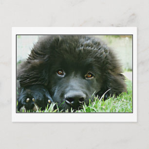 Neufundland Postkarte