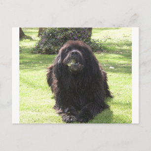 Neufundland Postkarte