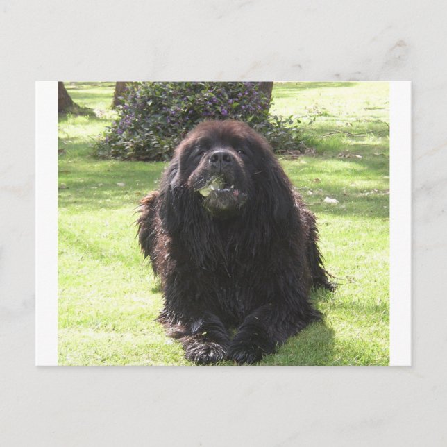 Neufundland Postkarte (Vorderseite)