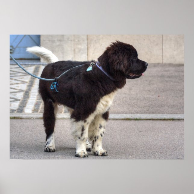 Neufundland Puppy Poster (Vorne)