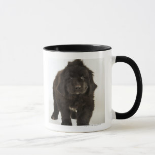 Neufundland-Welpe, Studioschuß Tasse