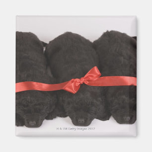 Neufundland-Welpenschlafen (Canis Magnet
