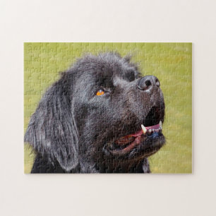 Neufundländer Hund.