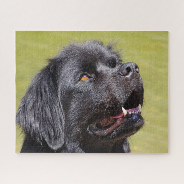 Neufundländer Hund. (Horizontal)