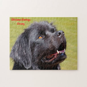 Neufundländer Hund.
