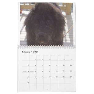 Neufundländer Hund Kalender