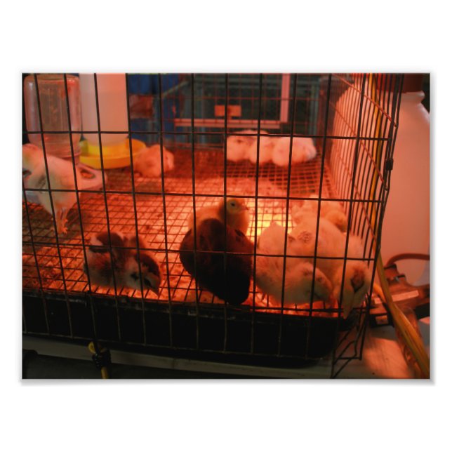 Neugeborene Chicks in einem Inkubator auf der Land Fotodruck (Vorne)