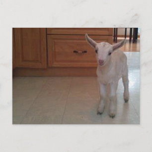 Neugeborene Doelings Postcard Postkarte