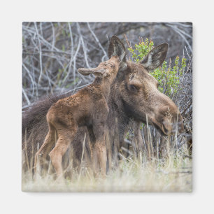 Neugeborene Elchenkalf Nuzzy ihre Mutter Magnet