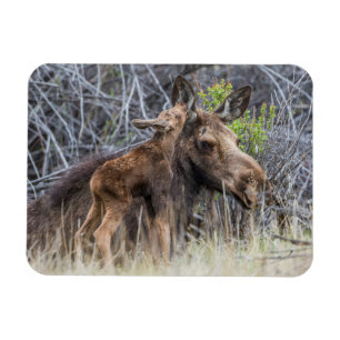 Neugeborene Elchenkalf Nuzzy ihre Mutter Magnet
