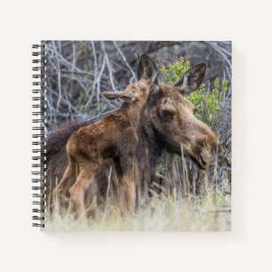 Neugeborene Elchenkalf Nuzzy ihre Mutter Notizbuch