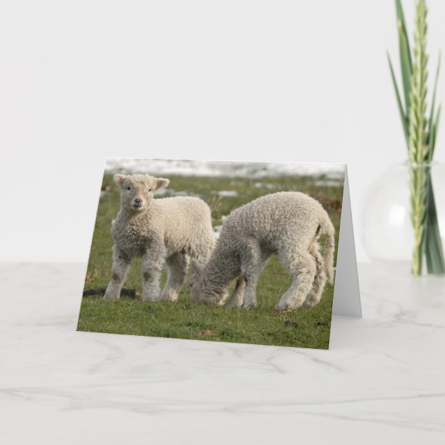 Neugeborene Lämmer Karte (Vorderseite)