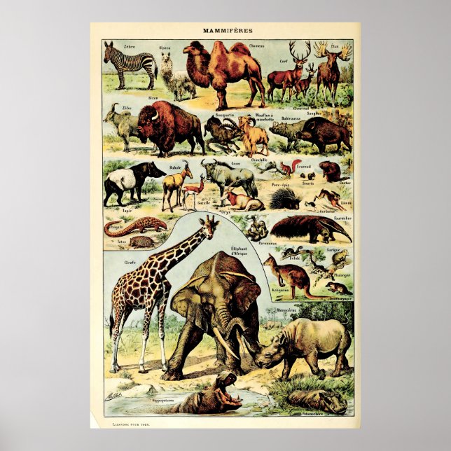 Neugeborene Millot Naturkreaturen Säugetiere Poster (Vorne)