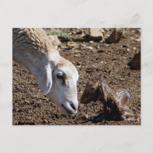 Neugeborene Postkarte