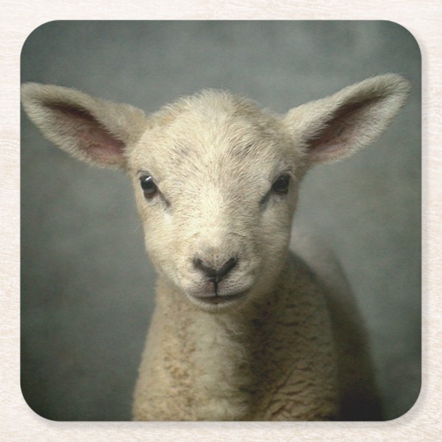 Neugeborenes Lamm Rechteckiger Pappuntersetzer (Vorderseite)