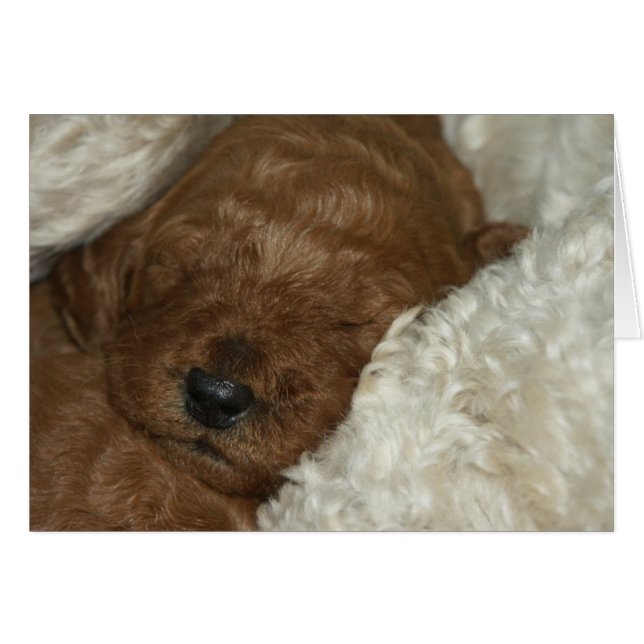 Neugeborenes Series-04 (Vorderseite (Horizontal))