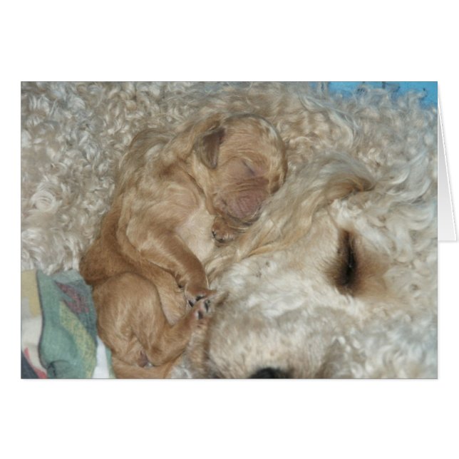 Neugeborenes Series-06 (Vorderseite (Horizontal))