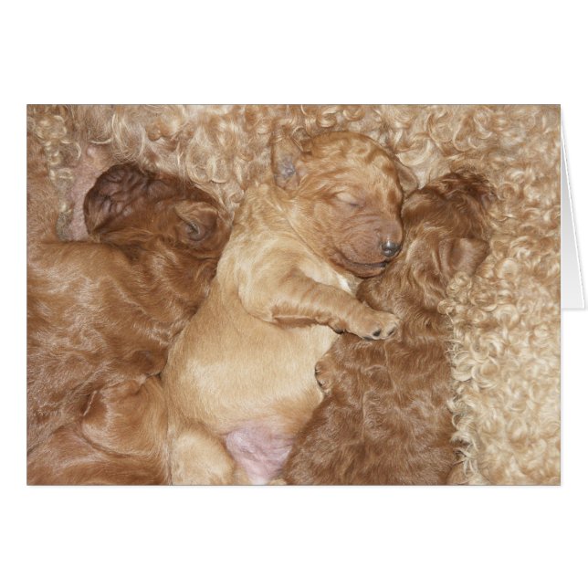 Neugeborenes Series-08 (Vorderseite (Horizontal))