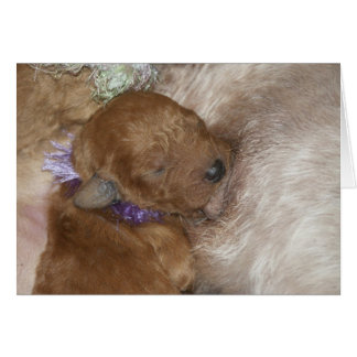 Neugeborenes Series-09