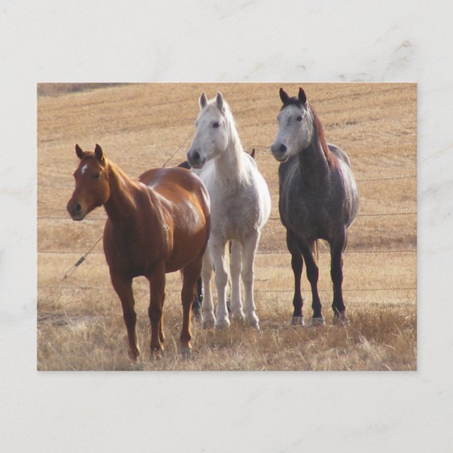 Neugier bei Pferden 3 Postkarte (Vorderseite)