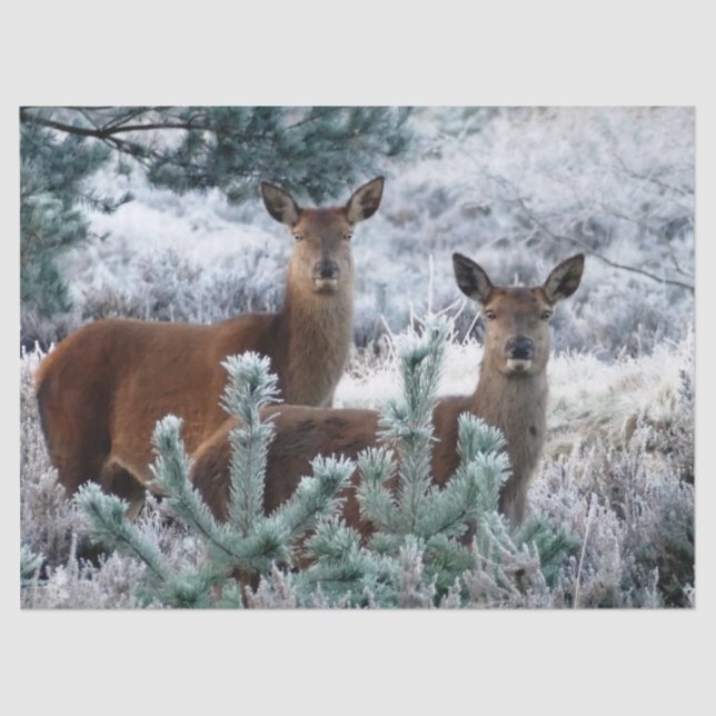 Neugier Hirschpapier Seidenpapier (Vorderseite)