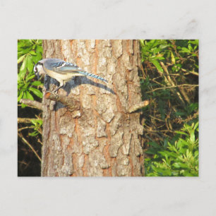 Neugierig blauer Jay Postcard Postkarte