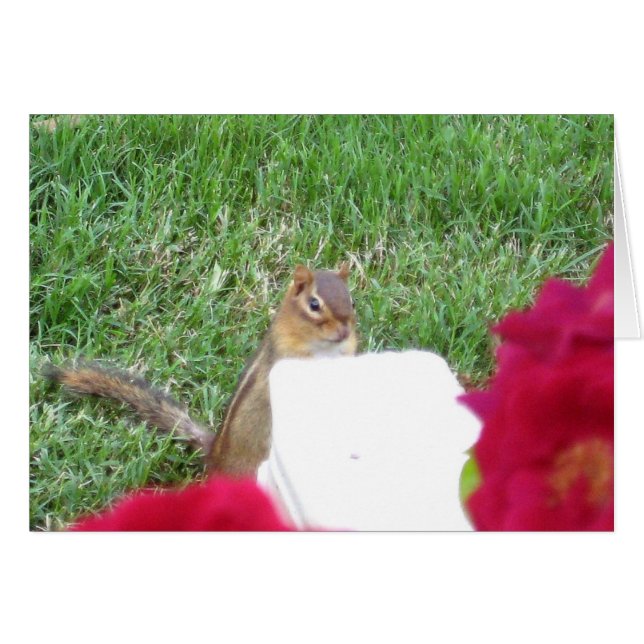Neugierig Chipmunk (Vorderseite (Horizontal))