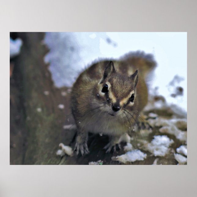 Neugierig Chipmunk Poster (Vorne)