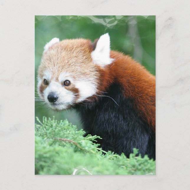 Neugierig Red Panda Postcard Postkarte (Vorderseite)
