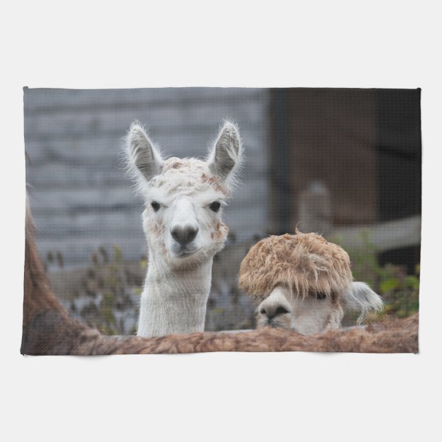 Neugierige Alpacas-Funny-Tiere Geschirrtuch (Horizontal)