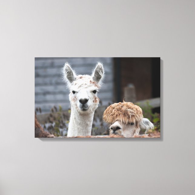 Neugierige Alpacas-Niedliche Tiere Leinwanddruck (Vorderseite)