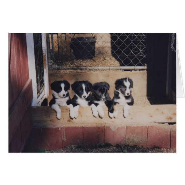 Neugierige Border-Collie-Welpen-Hundekarte (Vorderseite (Horizontal))
