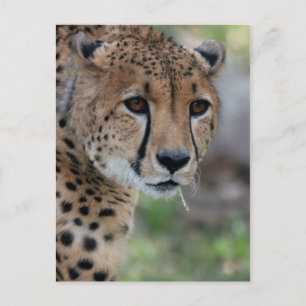 Neugierige Cheetah Postcard Postkarte