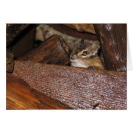 Neugierige Chipmunk-Grußkarte