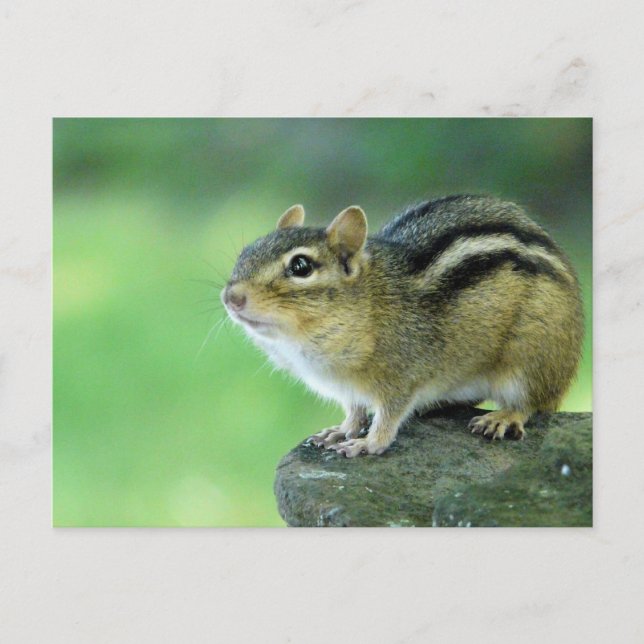 Neugierige Chipmunk-Postkarte Postkarte (Vorderseite)