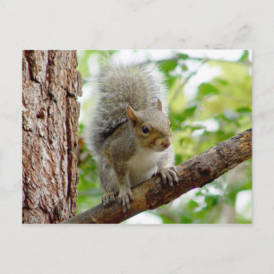 Neugierige Eichhörnchen-Tierpostkarte Postkarte