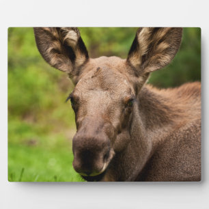 Neugierige Elose Fotoplatte