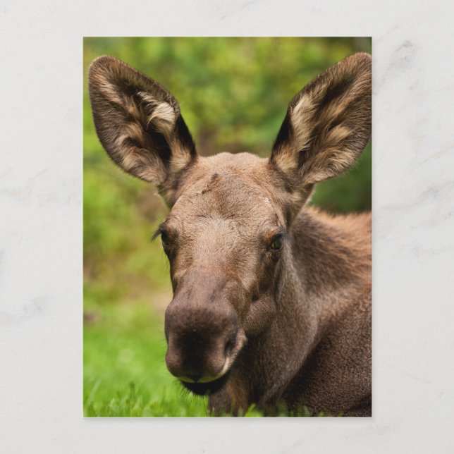 Neugierige Elose Postkarte (Vorderseite)