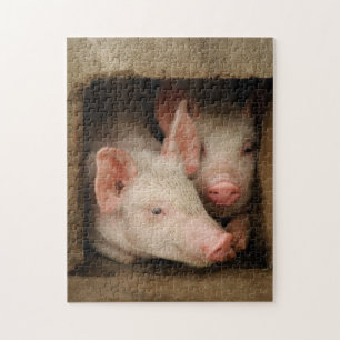Neugierige Ferkel