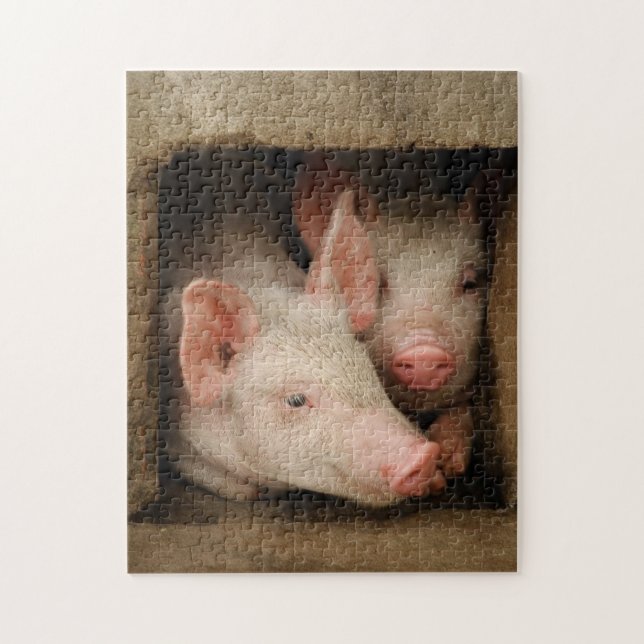 Neugierige Ferkel (Vertikal)