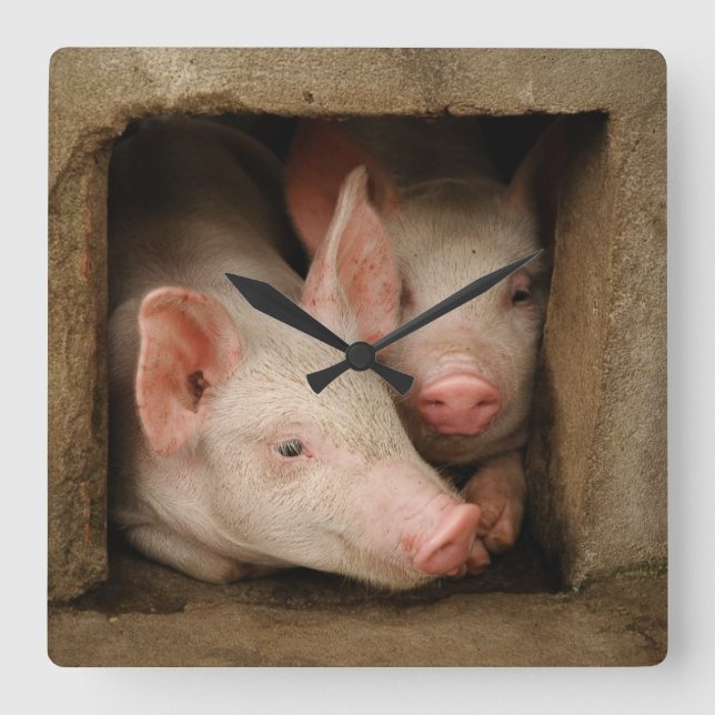 Neugierige Ferkel Quadratische Wanduhr (Vorderseite)