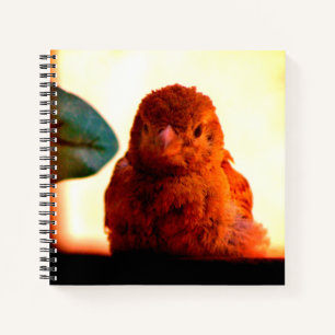 Neugierige Fink Notizbuch