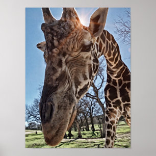 Neugierige Giraffe Fotografien Print Poster