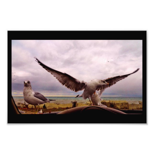 Neugierige Gulden Fotodruck (Vorne)