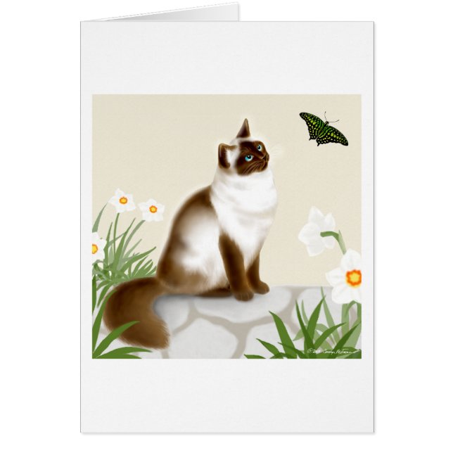 Neugierige Himalajakatze (Vorne)